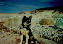 Sunbathing Puppy